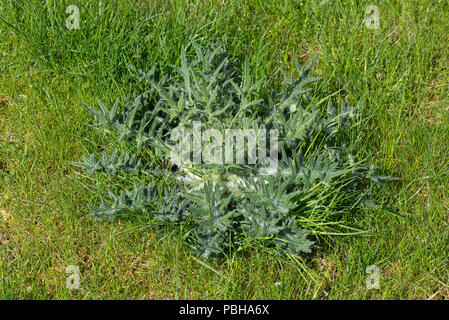 Rosette de feuilles d'un jeune lance le chardon, Cirsium vulgare, dans une jeune pelouse, Berkshire, Avril Banque D'Images