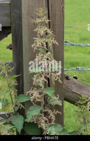 La floraison l'ortie, Urtica dioica, contre une porte poster, Berkshire, Mai Banque D'Images