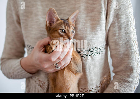 Prendre un chaton. chat à dans ses bras, close-up portrait Banque D'Images