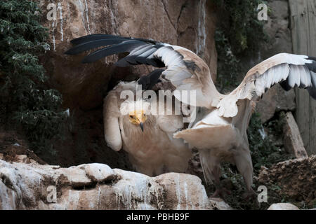 Les vautours égyptien ( Neophron percnopterus ) aussi appelée la chasse blanc à la Tisch Famille Jardins zoologiques populairement connu comme le Zoo Biblique de Jérusalem Malha situé dans le quartier de Jérusalem Israël Banque D'Images