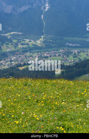 Buttercup (genre Ranunculus) sur une prairie alpine jusqu'à Grindelwald Une belle scène de la haute montagne des Alpes suisses, Grindewald,Bern canton,Switze Banque D'Images