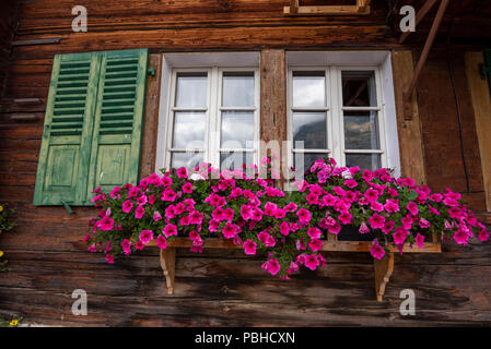 Des fleurs colorées dans les jardinières sur une alpine chalet au village de montagne Mürren, Jungfrau, Alpes Suisse, Oberland Bernois Banque D'Images