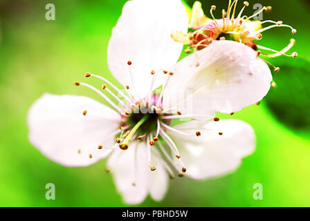 Apple Blossom au printemps. Pétales sur une fleur Banque D'Images