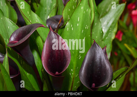 Zantedeschia nuit étoilée fleurs violet foncé, Close up Banque D'Images