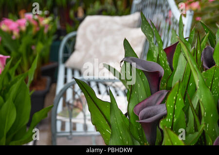 Calla Lily. Zantedeschia Nuit étoilée contre une toile de banc blanc et d'autres fleurs Banque D'Images