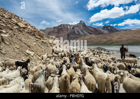 Route à travers l'Himalaya de Manali à Leh/Ladakh, Cachemire, Inde 2018.Sheep et chèvres en traversant la route de montagne dans l'Himalaya Banque D'Images