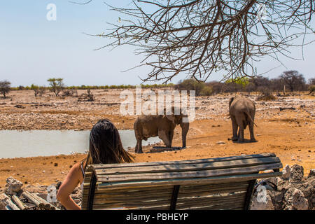 Vue arrière du jeune femme l'observation d'éléphants dans la savane africaine, Etosha National Park, Namibie. Banque D'Images