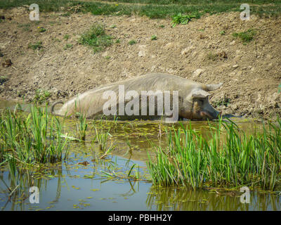 Single big pig se reposer et bronzer sur le soleil dans la boue Banque D'Images