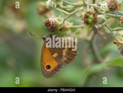 Pyronia tithonus Papillon, Gatekeeper, seul adulte se nourrit de fleurs, Worcestershie bramble, UK Banque D'Images