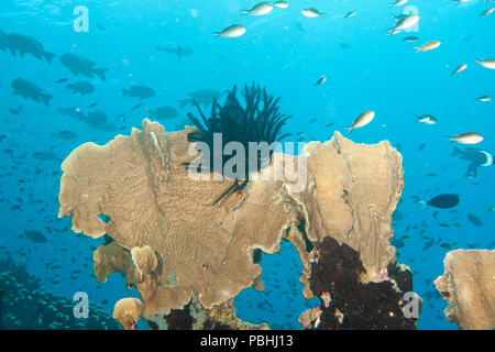 Jardin de corail avec beaucoup de poissons autour, Raja Ampat, Papouasie occidentale, en Indonésie Banque D'Images