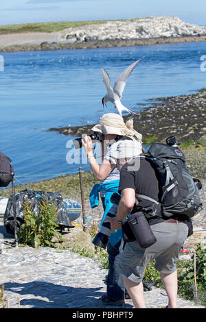 Sterne arctique Sterna paradisaea attaques attaque défense photographe chicks ciel bleu Inner Farne Iles Farne Dorset UK Banque D'Images