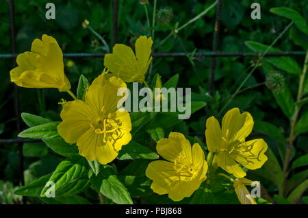 Fleur d'onagre jaune ou Oenothera speciosa fleurit sur spring meadow, libre, district Drujba, Sofia, Bulgarie Banque D'Images