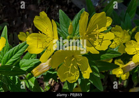 Fleur d'onagre jaune ou Oenothera speciosa fleurit sur spring meadow, libre, district Drujba, Sofia, Bulgarie Banque D'Images