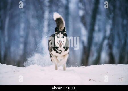 Siberian Husky chien qui court en plein air au champ de neige journée d'hiver. Smiling Dog. Banque D'Images