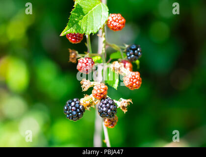 Blackberry sauvage sur un buisson de noir et rouge à maturité le mûrissement des baies dans une forêt Banque D'Images