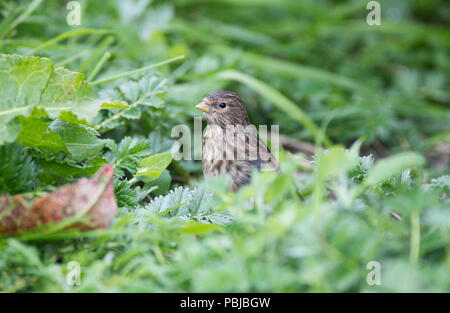 (Carduelis flavirostris Twite) parmi les débris par lighthouse, tête' Établissement"Sumburgh, Shetland Banque D'Images