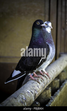 Les pigeons voyageurs, détail d'oiseaux Banque D'Images