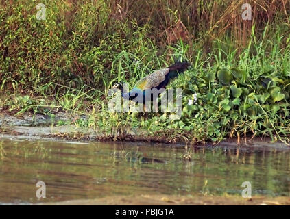 Paons Peacock (genre pavo linnaeus) dans la nature, Chitwan, Népal Banque D'Images