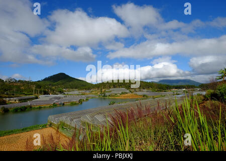 Les plantations de légumes dans la région de Dalat, Vietnam. Da Lat est situé à 1500 m au-dessus du niveau de la mer sur le Plateau Langbian. Banque D'Images