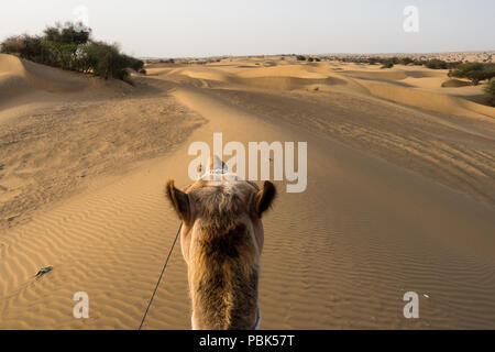 La tête d'un chameau vu d'en haut, sur fond de sables et d'arbustes dans le désert. Parc Jaisalmer - Inde Rajastan juin 2018 Banque D'Images
