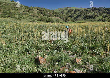 Trekking parmi des lis de la sétaire verte (Eremurus) sur les hauteurs de l'Alay itinéraire, l'Alay, le Kirghizistan Banque D'Images