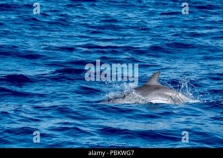 Wild Dolphin in Blue Atlantic Banque D'Images