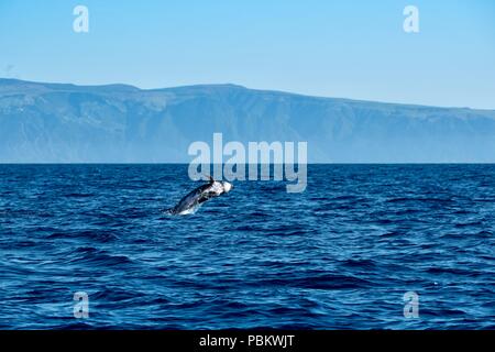 Dauphin de Risso sautant dans l'eau, près de l'île de Pico Banque D'Images