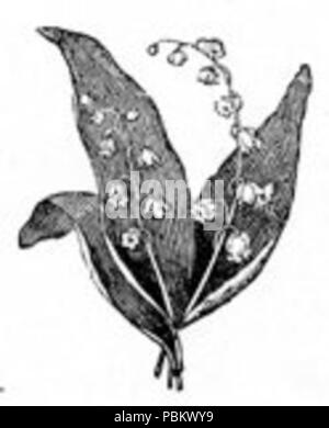 922 lis de la Vallée Banque D'Images