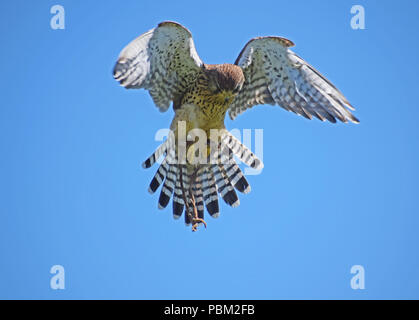 Kestrel, fauconnerie, Cupar, Fife, Scotland Banque D'Images