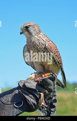 Kestrel, fauconnerie, Cupar, Fife, Scotland Banque D'Images