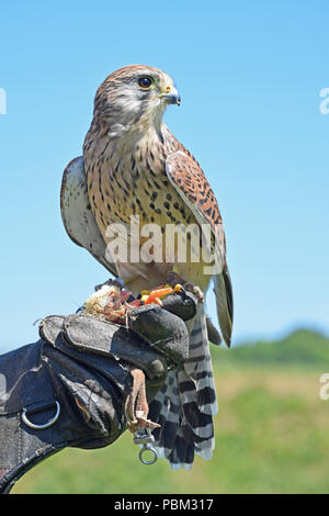 Kestrel, fauconnerie, Cupar, Fife, Scotland Banque D'Images