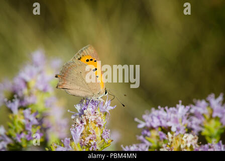 Petit Cuivre, Lycaena phlaeas reposant sur la floraison du thym, Mijas, Malaga, Espagne. Banque D'Images