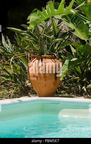 Plante en pot en terre cuite de la Méditerranée, Strelitzia oiseau de paradis de plantes jardin près de la piscine, de l'Espagne. Banque D'Images