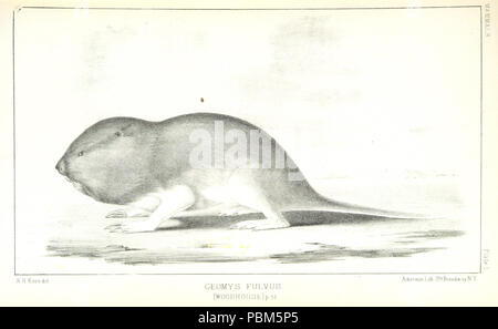 795 Image prise à partir de la page 113 de "rapport d'une expédition vers le bas les Zuni et le fleuve Colorado par le capitaine L. Sitgreaves (11040364743) Banque D'Images
