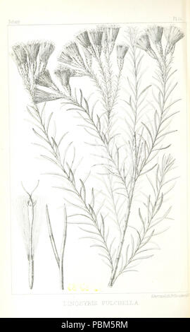 795 Image réalisée à partir de la page 288 "Rapport d'une expédition vers le bas les Zuni et le fleuve Colorado par le capitaine L. Sitgreaves (11040606574) Banque D'Images