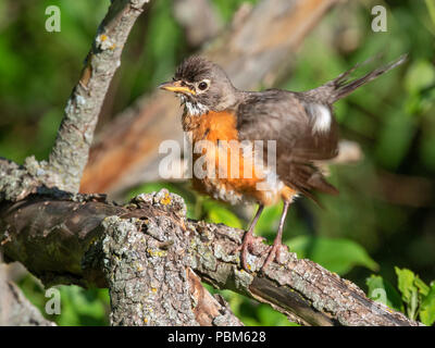 Merle d'Amérique (Turdus migratorius) secouer les plumes après le bain, Iowa, États-Unis Banque D'Images