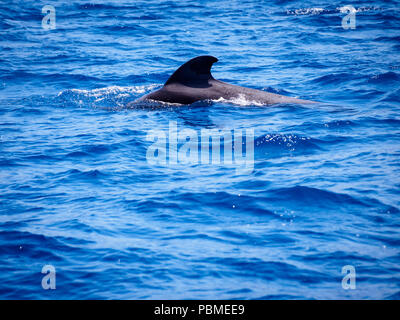 Les baleines pilotes (Globicephala melas) gratuitement à l'eau de mer ouverte à Tenerife (Espagne) Banque D'Images