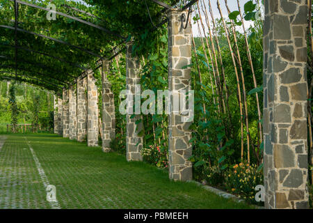 Pergola arche de jardin - dans un jardin/parc couvert de vignes grimpantes Banque D'Images