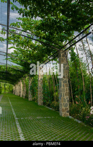 Pergola arche de jardin - dans un jardin/parc couvert de vignes grimpantes Banque D'Images