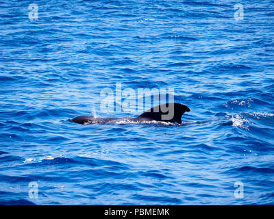 Les baleines pilotes (Globicephala melas) gratuitement à l'eau de mer ouverte à Tenerife (Espagne) Banque D'Images