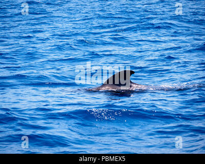 Les baleines pilotes (Globicephala melas) gratuitement à l'eau de mer ouverte à Tenerife (Espagne) Banque D'Images