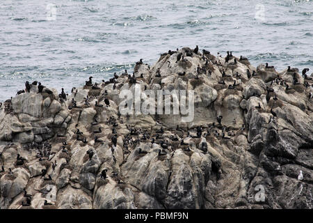 Les Guillemots marmettes de nidification et Brandt Cormoran du 7 juin 2009 près de Cannon Beach, Oregon Banque D'Images