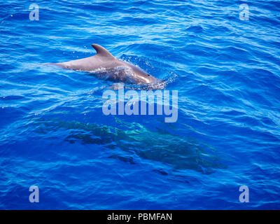 Les baleines pilotes (Globicephala melas) gratuitement à l'eau de mer ouverte à Tenerife (Espagne) Banque D'Images