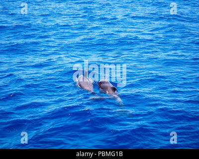 Les baleines pilotes (Globicephala melas) gratuitement à l'eau de mer ouverte à Tenerife (Espagne) Banque D'Images