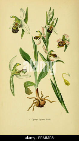Abbildungen der in Deutschland und den angrenzenden mit der vorkommenden grundformen orchideenarten (PL 07 Ophrys apifera) Banque D'Images