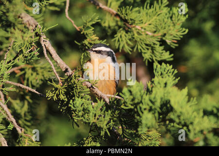 Sitelle à poitrine September 14th, 2014 Newton Hills State Park, le Dakota du Sud Banque D'Images
