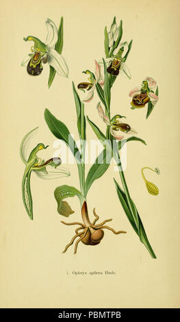 Abbildungen der in Deutschland und den angrenzenden mit der vorkommenden grundformen orchideenarten (PL 07 Ophrys apifera) Banque D'Images