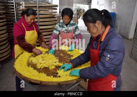La province de l'Anhui, CHINE - CIRCA Octobre 2017 : Les femmes qui travaillent dans l'usine où les fleurs de chrysanthèmes jaunes sont le séchage. Banque D'Images
