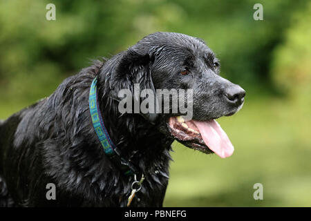 Un labrador noir en été à l'extérieur dans un champ vert Banque D'Images