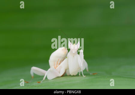 Orchid mantis isolé sur feuille verte. La mante religieuse, la Malaisie. Banque D'Images